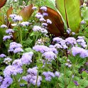Ageratum houstonianum 'Blue Horizon'